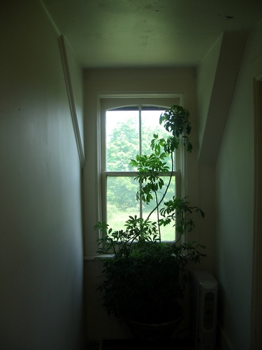 [Picture: Window with plant]