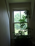 [Picture: Window with plant 2]