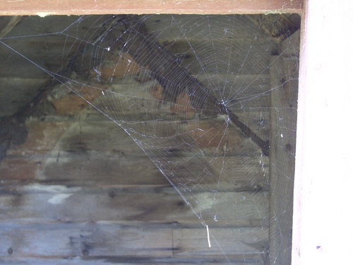 [Picture: Cobweb]