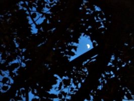 [picture: Moon through trees]
