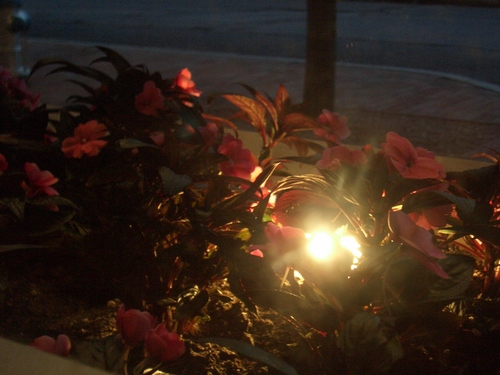 [Picture: Light amidst red foliage 2]