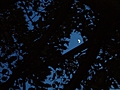 [Picture: Moon through trees]