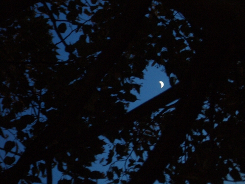 [Picture: Moon through trees]