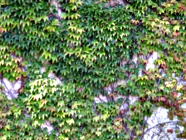[picture: Creeper-covered wall]