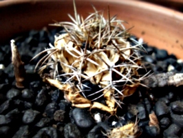 [picture: Withered cactus 2]
