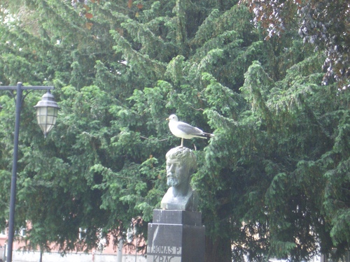 [Picture: Bird Showing Respect]