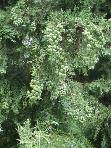 [Picture: Pine berries]