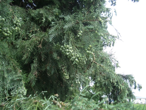 [Picture: Pine berries 2]