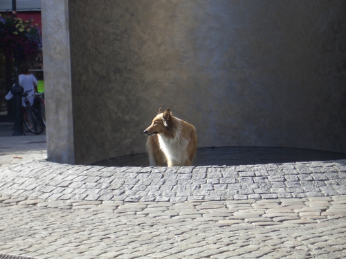 [Picture: Fountain with Dog 2]