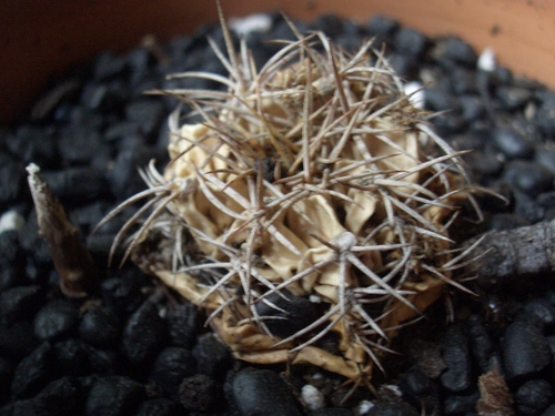 [Picture: Withered cactus]
