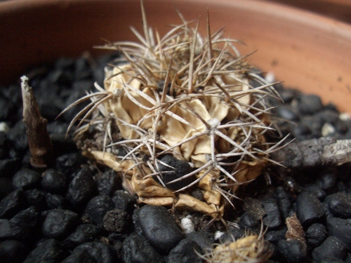 [Picture: Withered cactus 2]