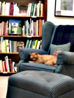 [picture: Bookshop Cat]