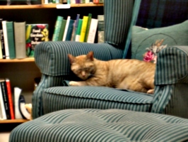 [picture: Bookshop Cat 2]