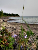 [picture: Beach with Wild Flower 2]