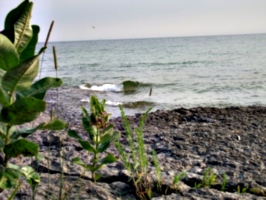 [picture: Beach with Wild Flower 3]