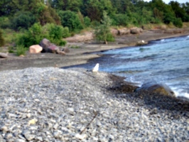 [picture: Bird on the beach 3]