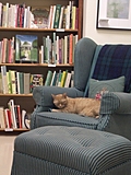 [Picture: Bookshop Cat]