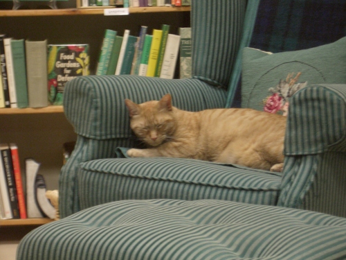 [Picture: Bookshop Cat 2]