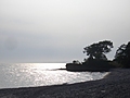 [Picture: Point Petre Tree 2]