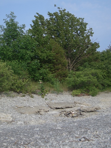 [Picture: Rocks and Tree on Pebbly Beach]