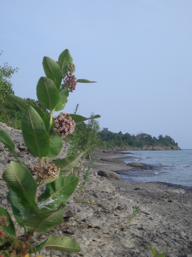 [Picture: Beach with Wild Flower]