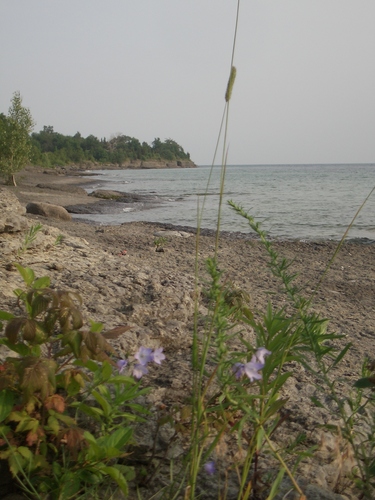 [Picture: Beach with Wild Flower 2]