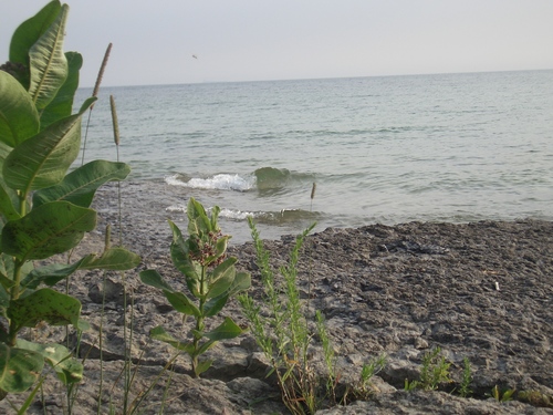 [Picture: Beach with Wild Flower 3]