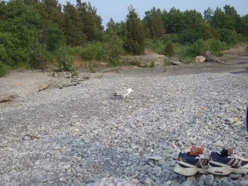 [Picture: Beach with bird, shoes and sock]