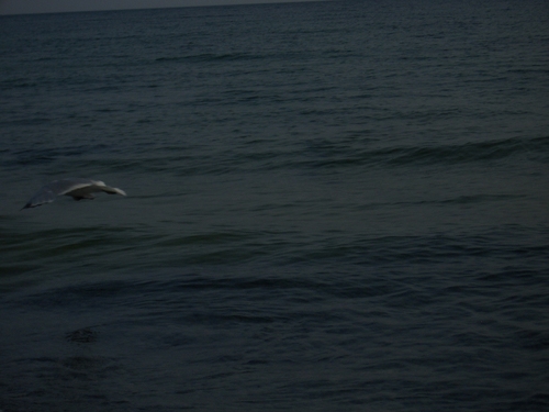 [Picture: Bird flying over water]