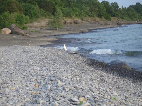 [Picture: Bird on the beach]