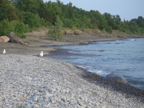 [Picture: Bird on the beach 2]