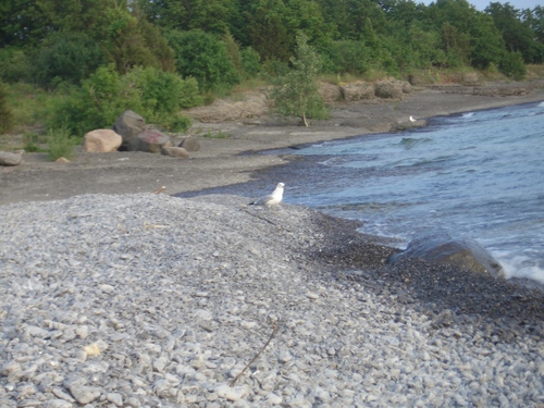 [Picture: Bird on the beach 3]