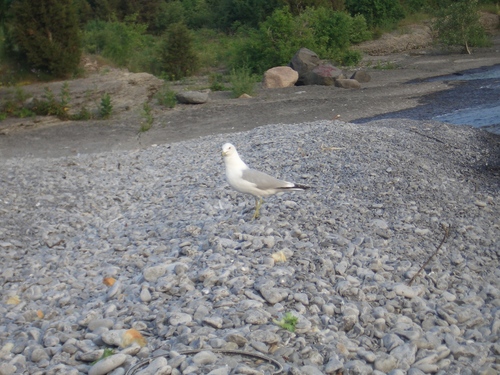 [Picture: Bird on the beach 4]