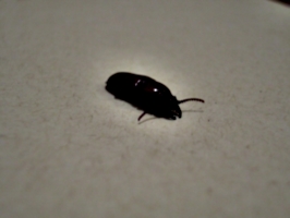 [picture: Bug 2]