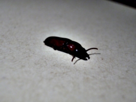 [picture: Bug 3]