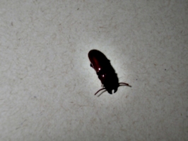 [picture: Bug 4]