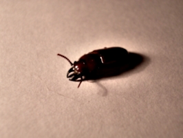 [picture: Bug 5]