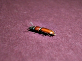 [picture: Bug 9]