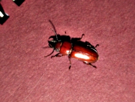 [picture: Bug 12]