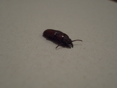 [Picture: Bug 2]