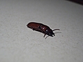 [Picture: Bug 3]