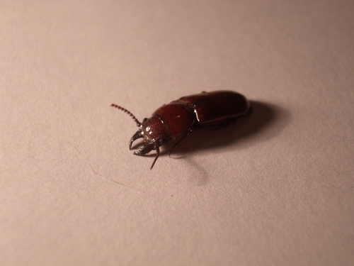 [Picture: Bug 5]