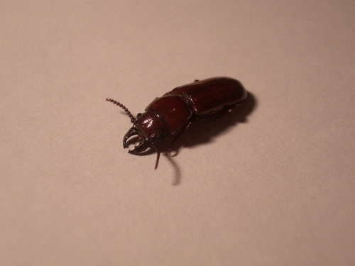 [Picture: Bug 6]