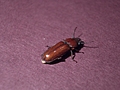[Picture: Bug 8]