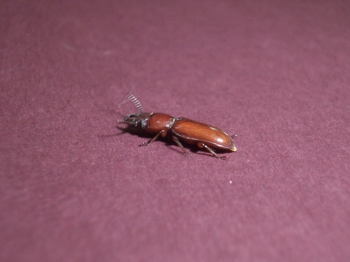 [Picture: Bug 9]