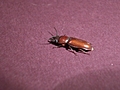 [Picture: Bug 10]