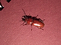 [Picture: Bug 12]