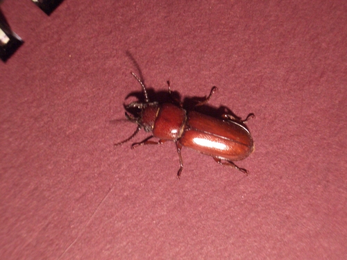[Picture: Bug 12]