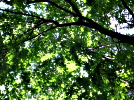 [picture: Looking up through the leaves 2]