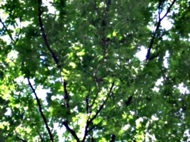 [picture: Looking up through the leaves 3]
